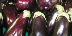 Fresh Brinjal