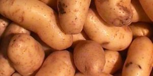 Potato