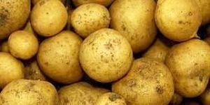 Potato