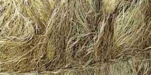 Natural Hemp Plant Fiber