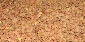 Yellow Lentils