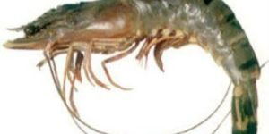 Tiger Prawns