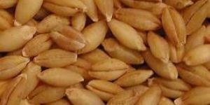 Barley