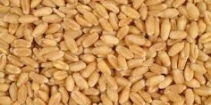 Wheat