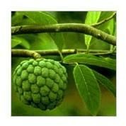 Fresh Custard Apple