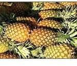 Fresh Pineapple