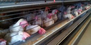 Poultry Welded Wire Meshes