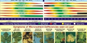 Micronutrient Fertilizer