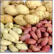 Groundnut Seed