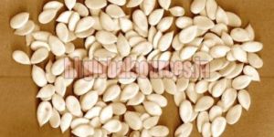Muskmelon Seeds