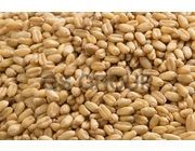 Wheat