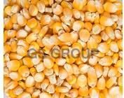 Yellow Maize / White Maize