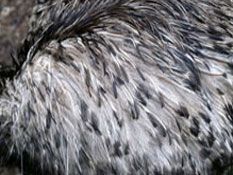 Emu Feathers
