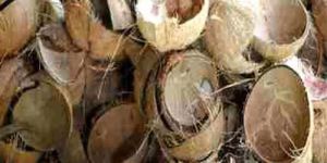 Coconut Shell
