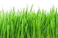 Natural Grass