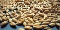 Fodder Seeds