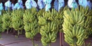 Fresh Green Cavendish Banana