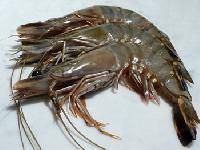 Black Tiger Shrimp