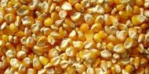 Yellow Corn Maize