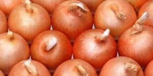 Onion