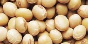 Soybean Seeds