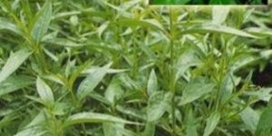 Andrographis Paniculata Dry Extract