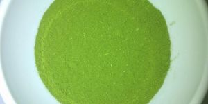Moringa Oleifera Powder