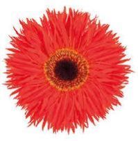 Cut Flower Gerbera