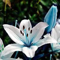 Ginger Lily Flower