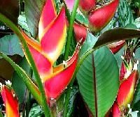 Heliconia Plant