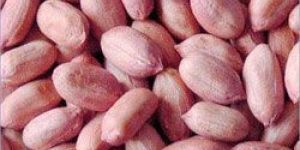 Peanut Kernels