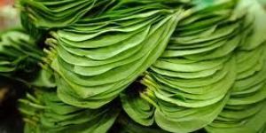 Betel Leaves