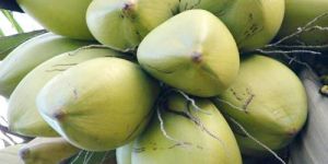 Fresh Green Coconuts