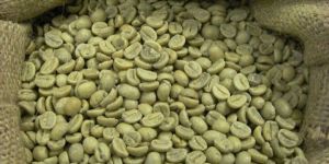 GRADED COFFEE SEEDS FOR LOCAL AND EXPORT.