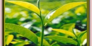Assam Tea