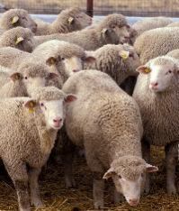 Animal Husbandry