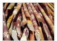 Sugar Cane