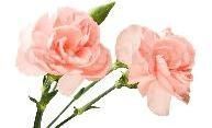 Carnation