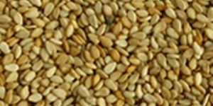 Sesame Seed