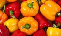 Color Capsicum