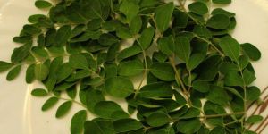Moringa Leaves