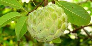 Custard Apple