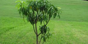 Kesar Mango Tree Plants