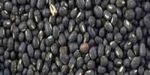 Urad (Black Gram)