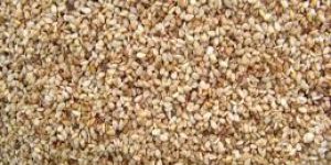 Sesame Seeds