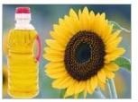 Sunflower Oil