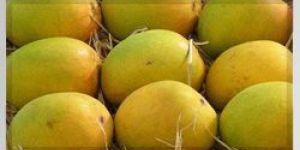 Alphonso Mango Pulp