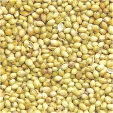 Coriander Seed