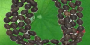 Lotus Beads Malas