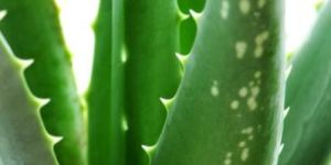 Aloe Vera Extract